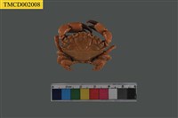 藏品(肉球皺蟹)的圖片